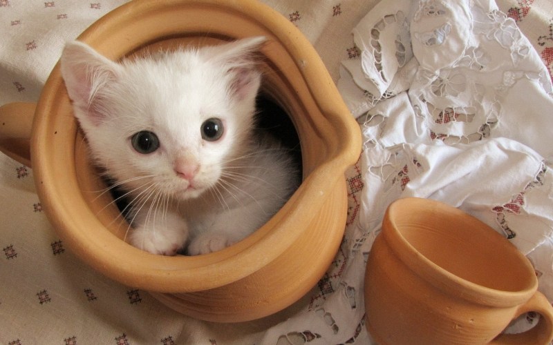 Чашка с кошкой