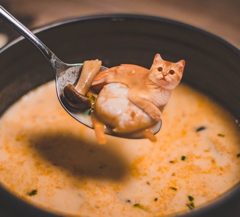 Суп с котом