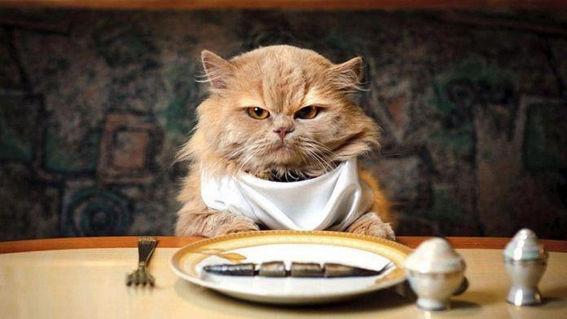 Котик кушает