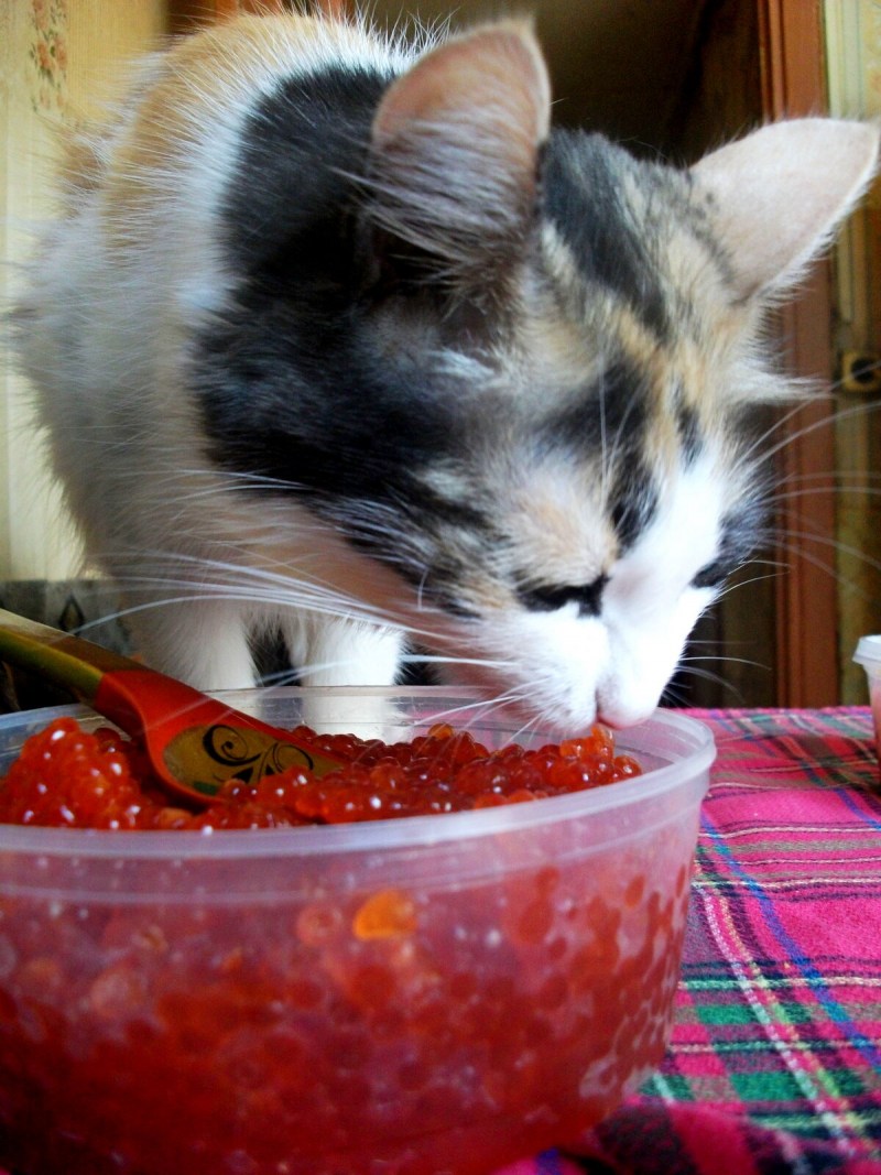 Кошка ест красную икру