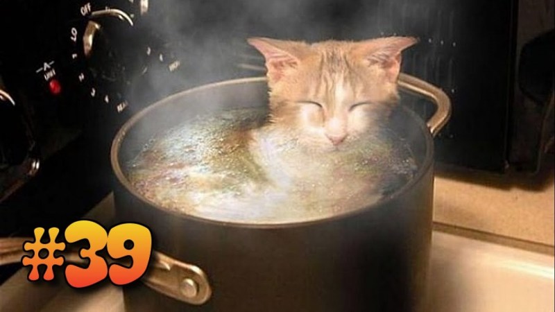 Котик в кастрюле