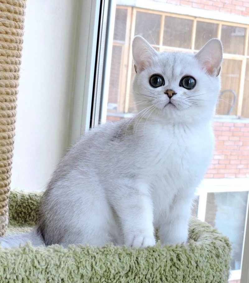 Британская короткошёрстная шиншилла