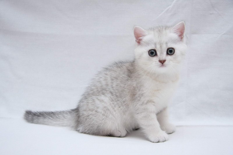 Серебристая шиншилла кошка