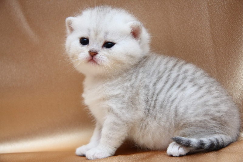 Котята британцы шиншилла