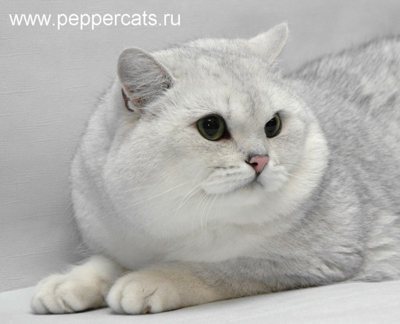 Британская шиншилла кошка