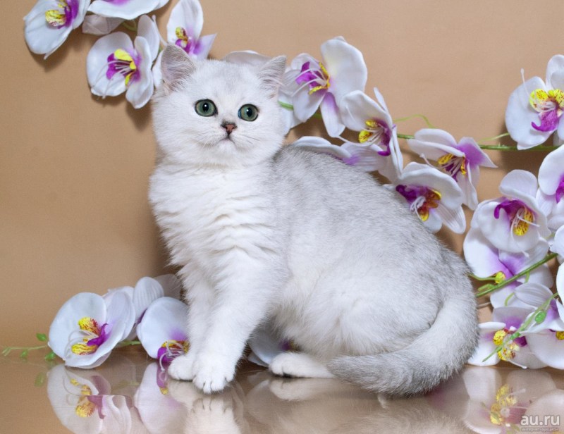 Котята породы шиншилла