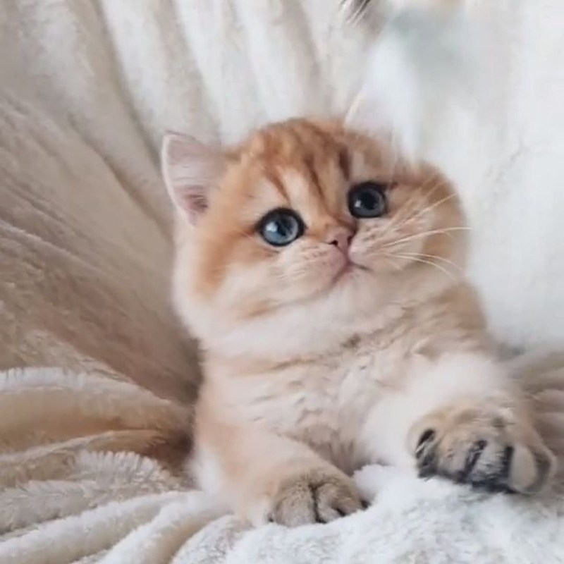 Золотая шиншилла котята