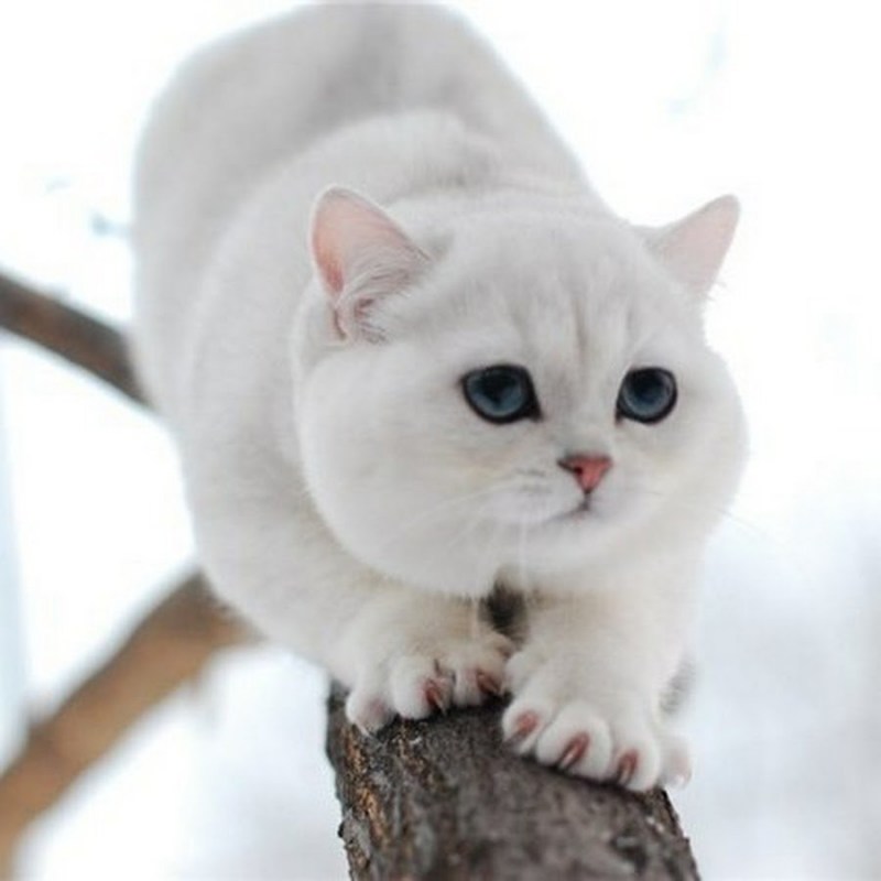 Британский кот шиншилла