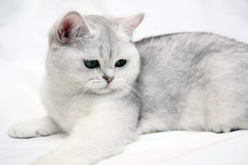 Британская короткошёрстная кошка