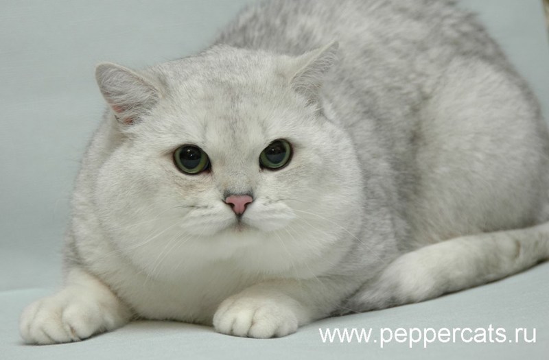Кот породы шиншилла