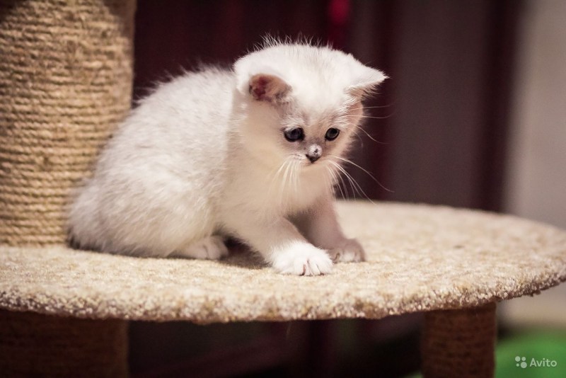 Котята шиншиллы фото