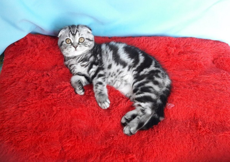Шотландская вислоухая короткошерстная вискас