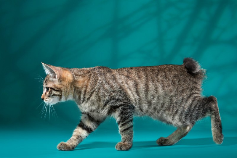 Кот Курильский бобтейл