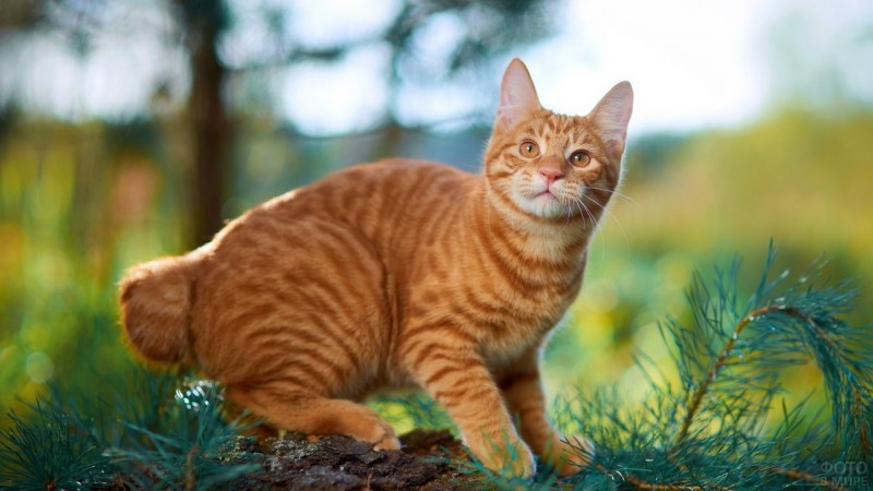 Кошки породы бобтейл рыжие