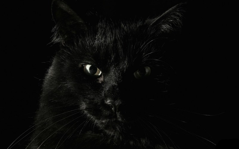 Черная кошка