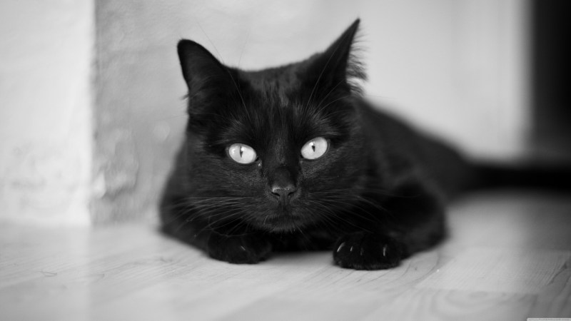 Кошка с карими глазами