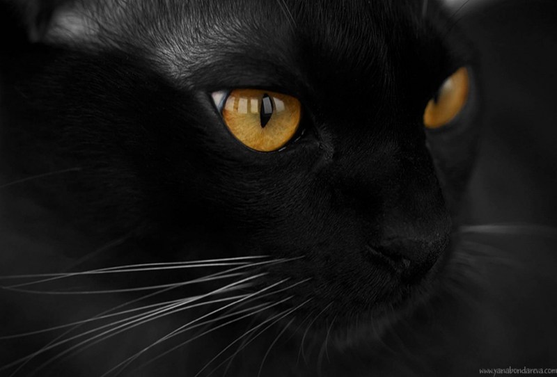 Черно коричневая кошка