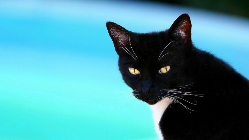 Морда черного кота