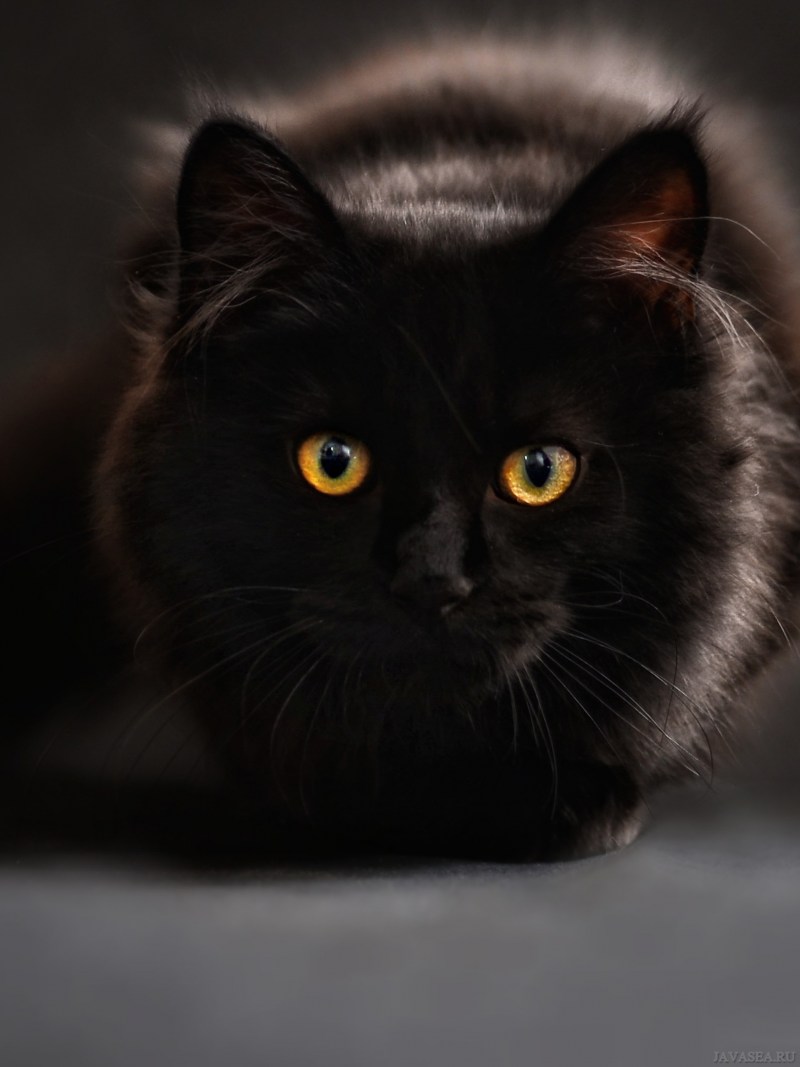 Котенок gato negro