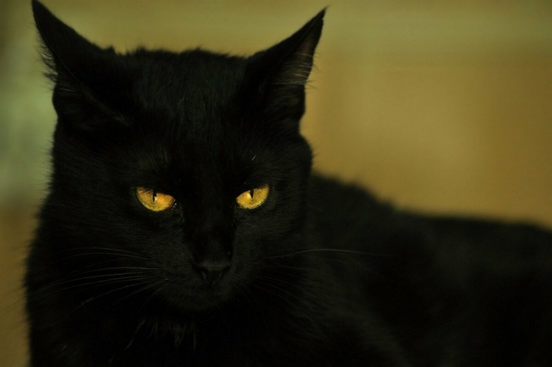 Черная кошка
