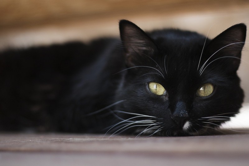 Черные коты