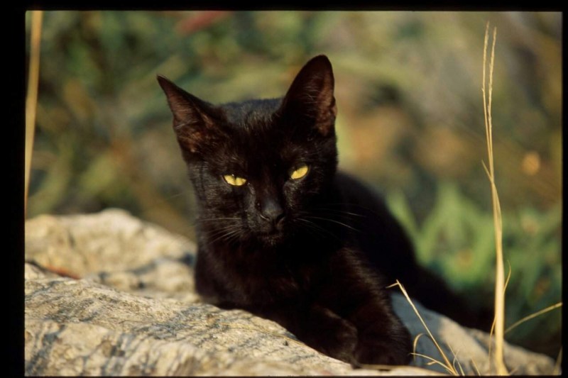 Черные коты пятница 13