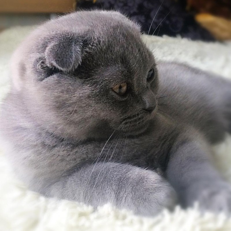 Шотландский вислоухий кот голубоглазый