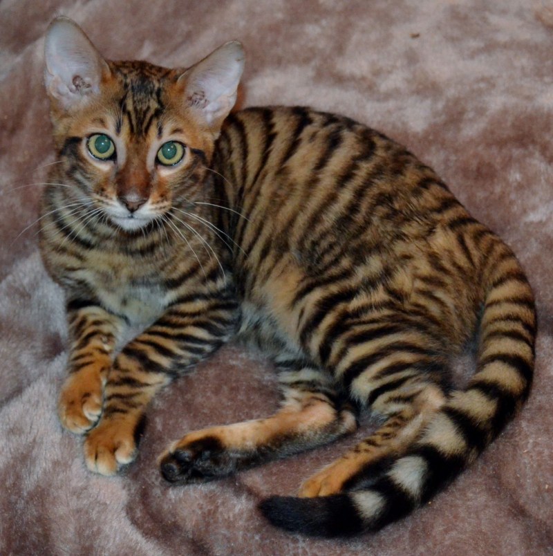 Кот тойгер