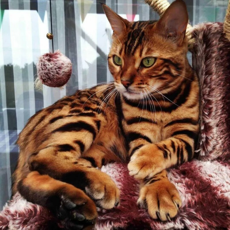 Бенгальская кошка тойгер
