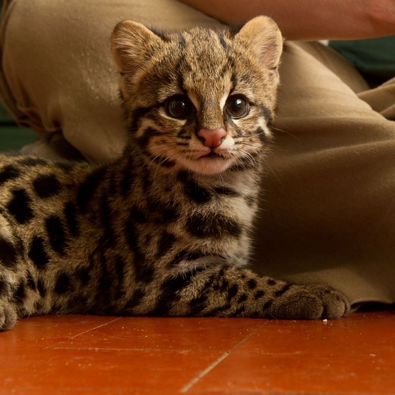 Онцилла тигровая кошка