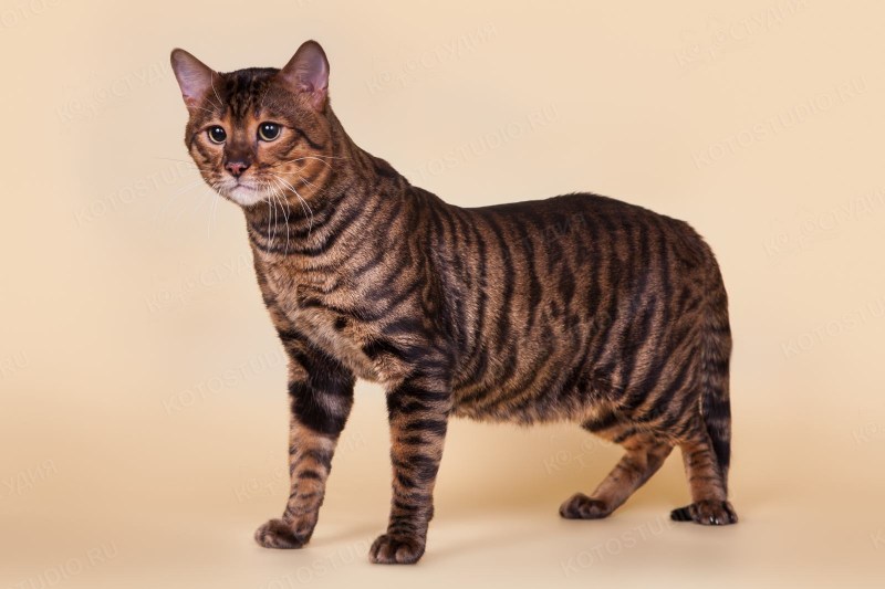 Тайгер бенгальский кот