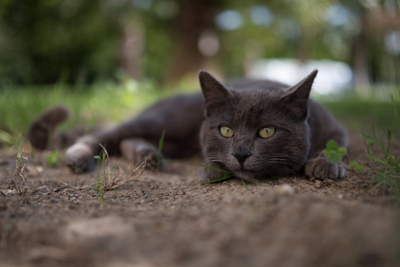 Кот серый