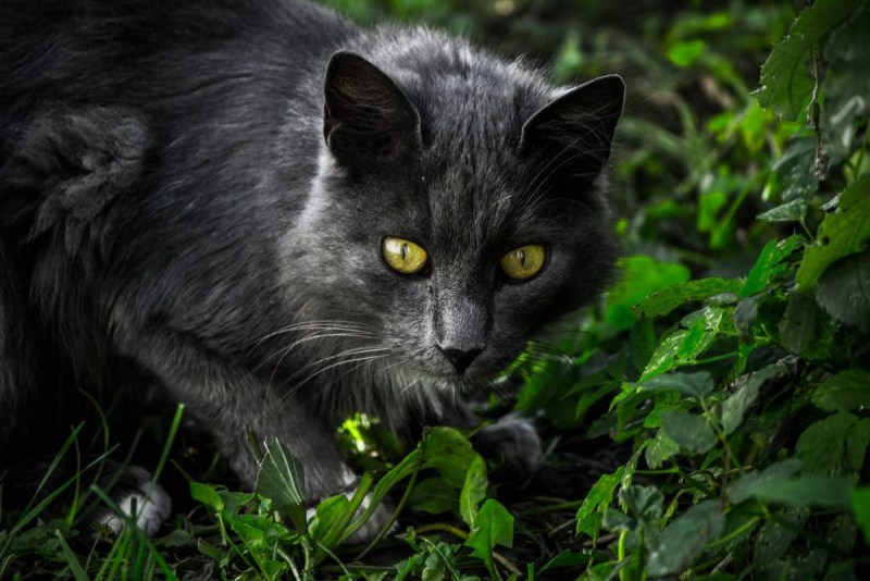 Темно серая кошка