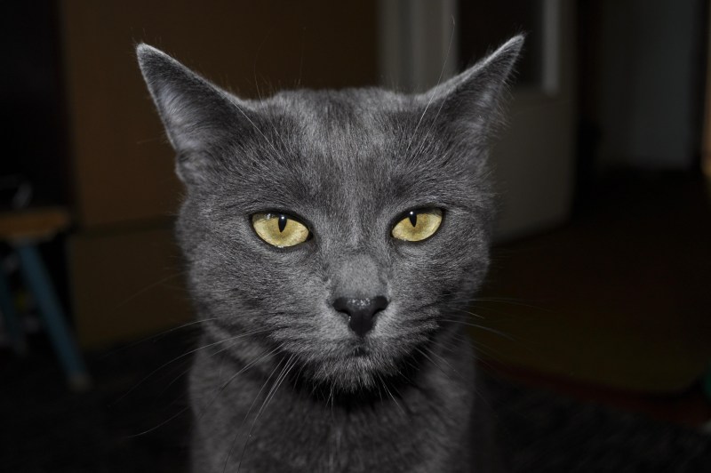 Коты пепельного цвета