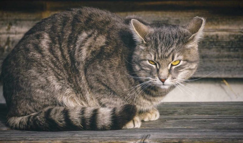 Шартрез кот полосатый