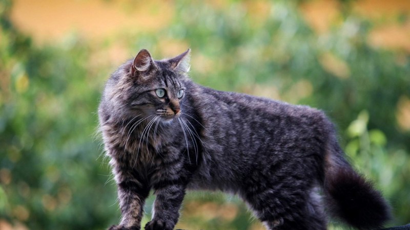 Кошка серая