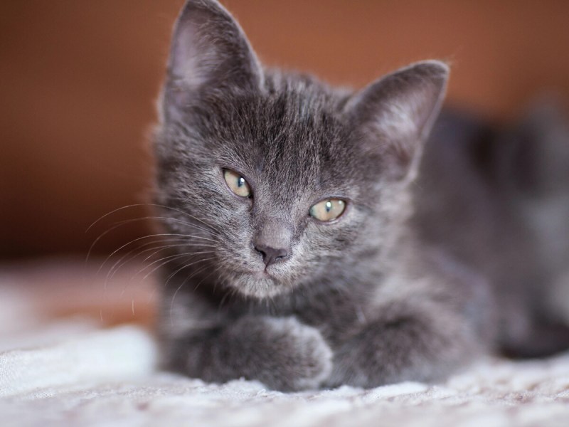 Дымчатый котенок красивый