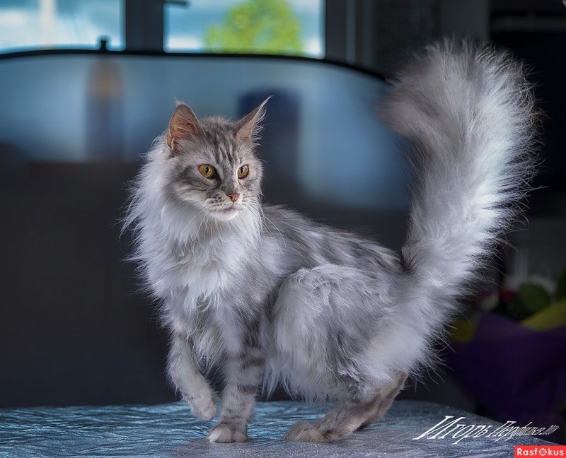Коты с пушистыми хвостами