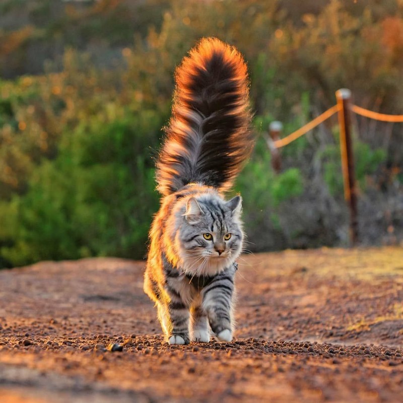 Коты Воители Мейн кун