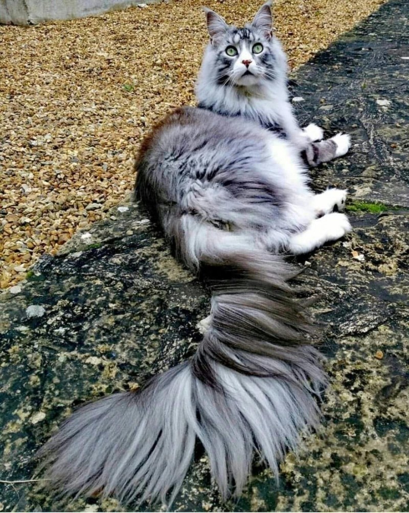 Коты с пушистыми хвостами