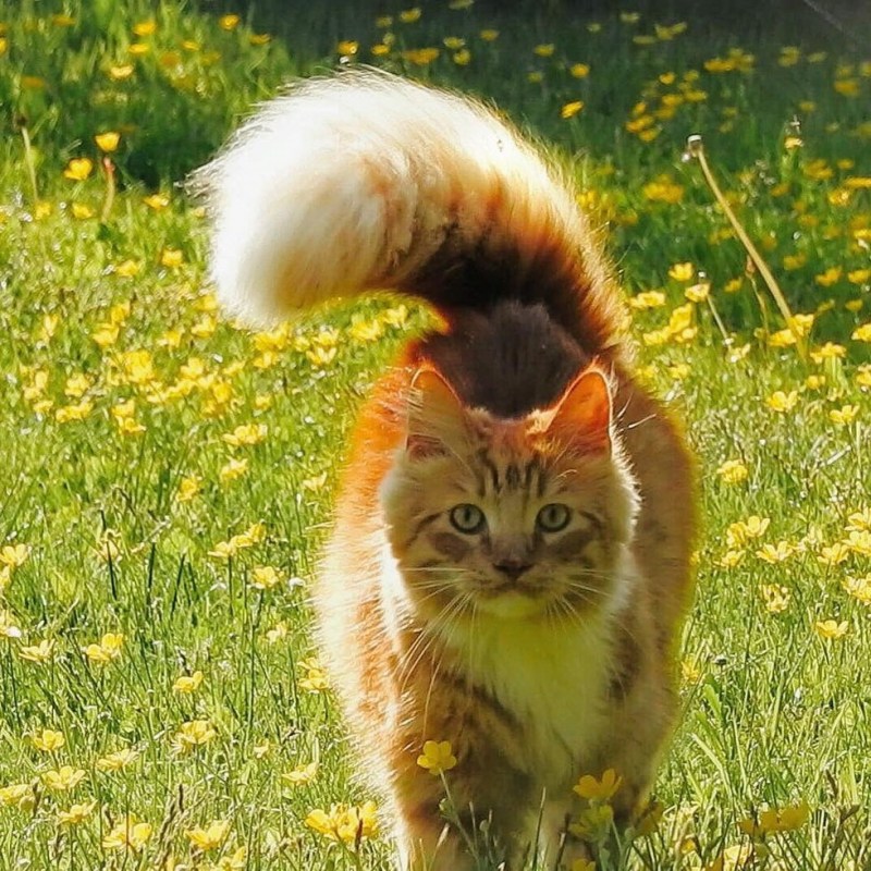 Мэйкун хвост