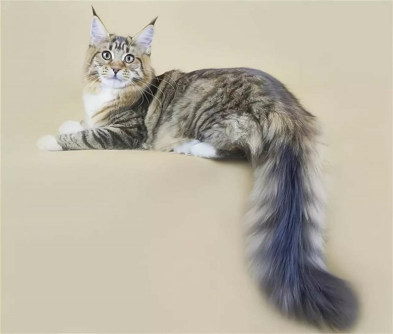 Кошачий хвостик