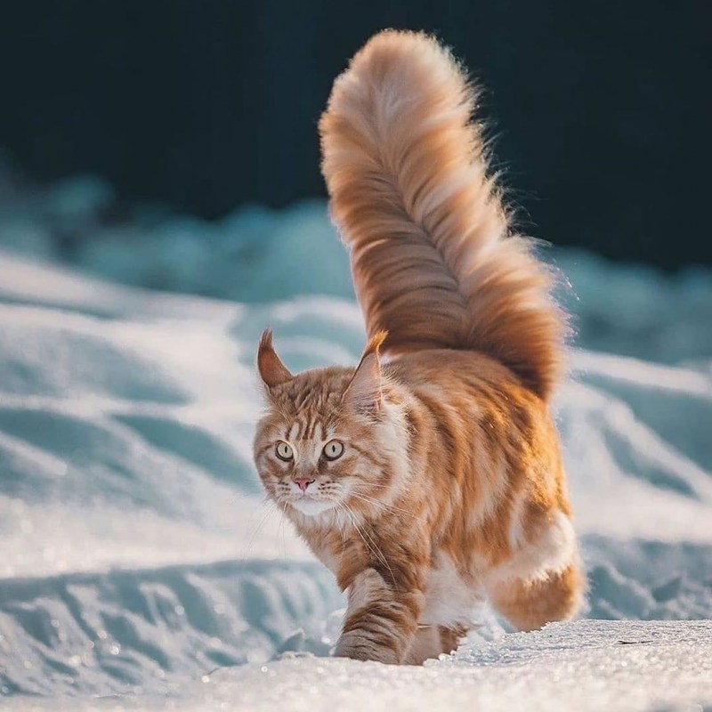 Кошки с очень пушистыми хвостами
