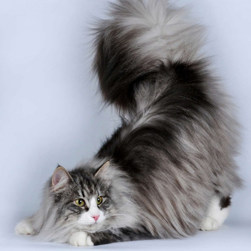 Сибирский Лесной кот