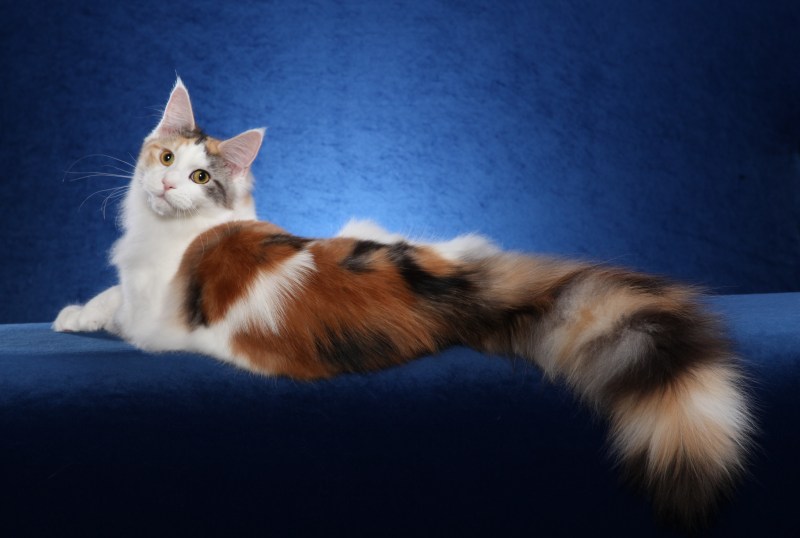 Кошка с длинной шерстью