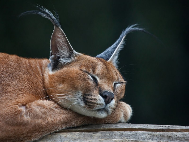 Кот каракал