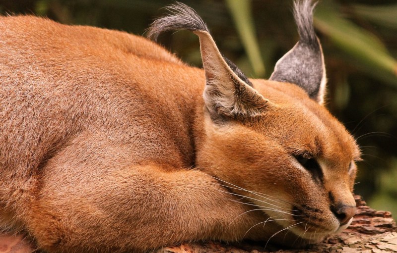 Каракал кошка