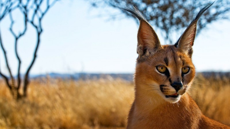 Каракал Lynx