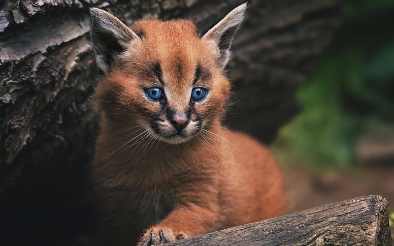 Дикая кошка каракал