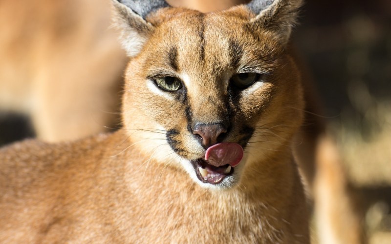 Дикие кошки: каракал (Felis Caracal)